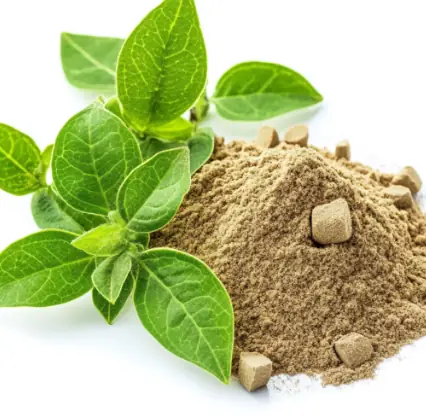 Gymnema Leaf Extract used in Sugar Reset